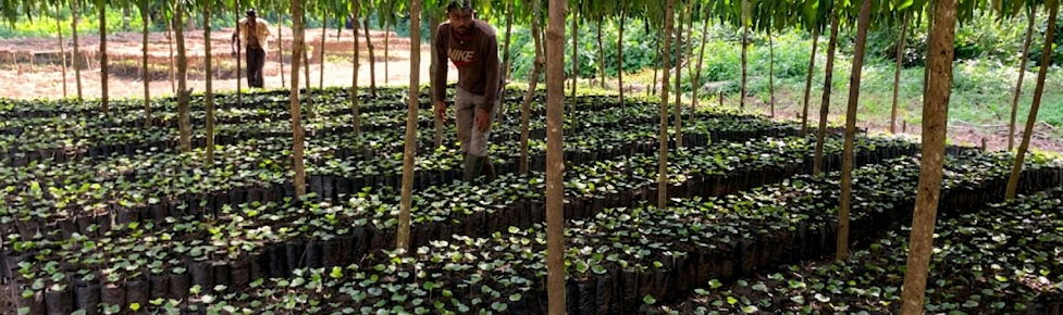 Sustainable Agriculture and Forest Conservation