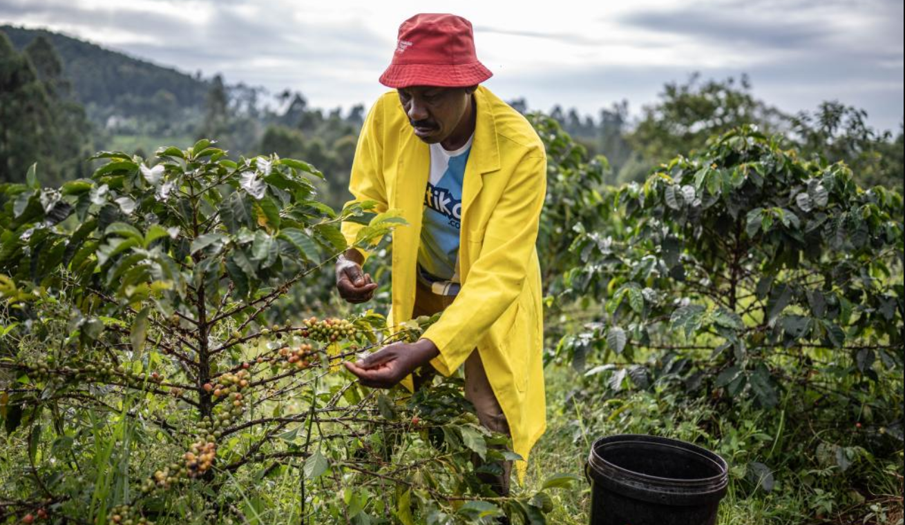 Challenges faced by smallholder coffee farmers